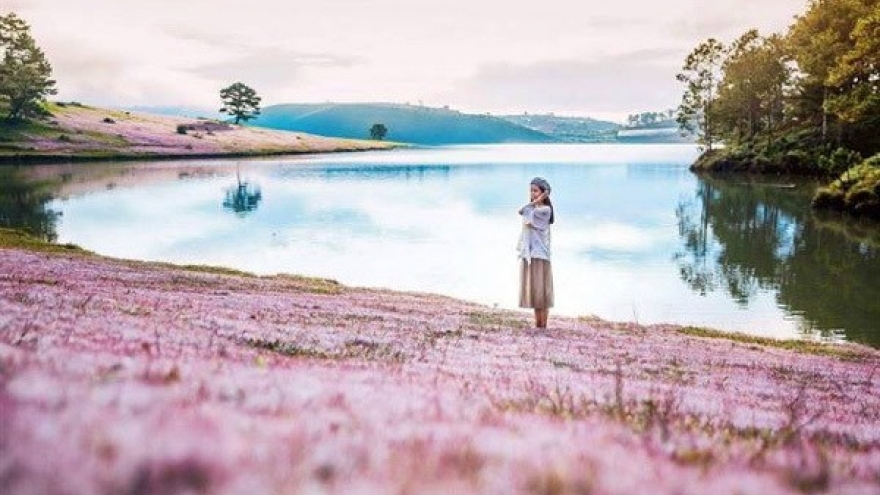 Pink grass festival to be celebrated in Lam Dong