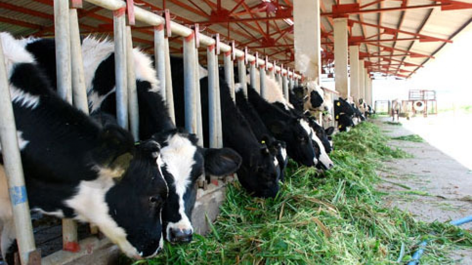 Japan hopes to raise beef cattle in Ha Nam