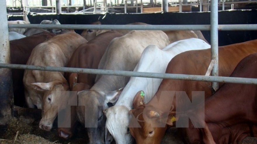 Quang Ninh licenses cattle farming project within three hours