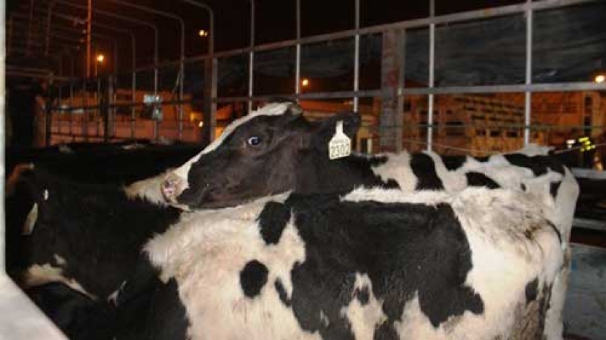 Vinamilk imports 400 dairy cows from Australia