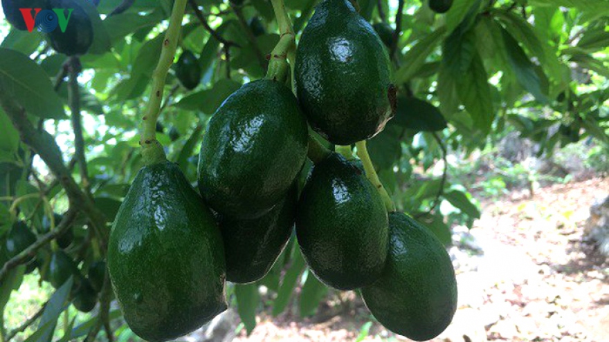 Son La avocados make inroads into foreign markets 