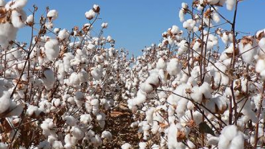 Vietnam cotton industry grows on Chinese demand