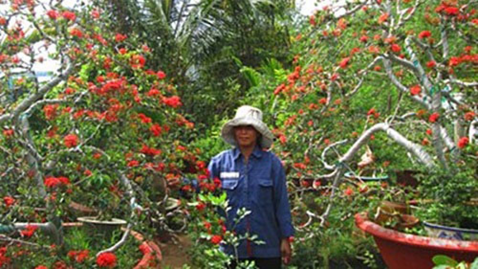 Bonsai economy booms in Mekong Delta