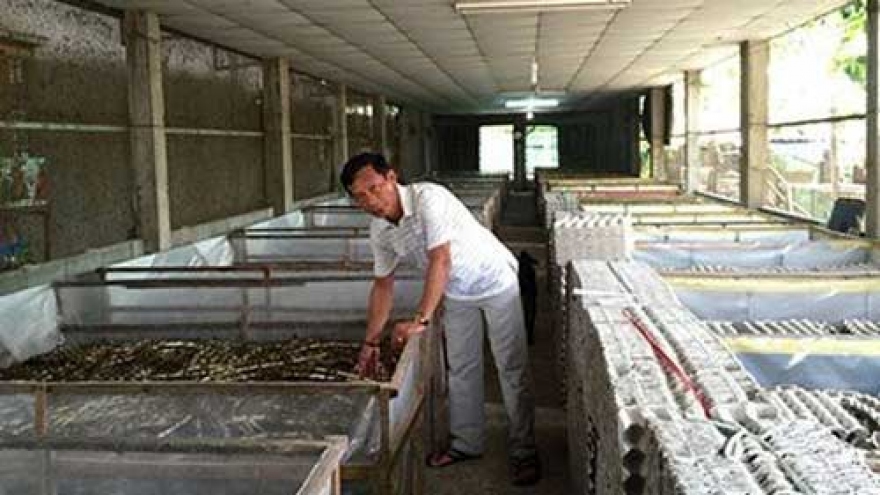 Breeding insects for export, a new industry for Vietnam