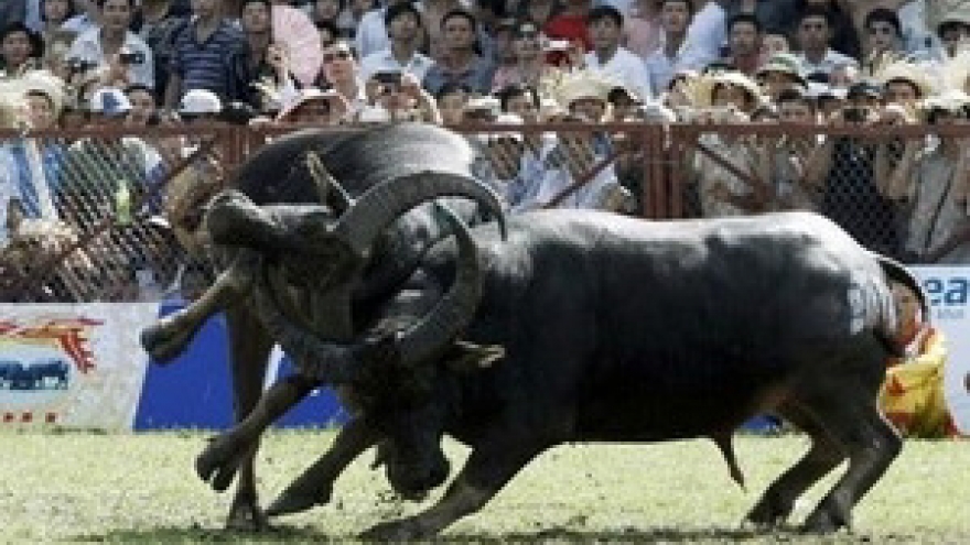 Buffalo fighting festival in PhuTho