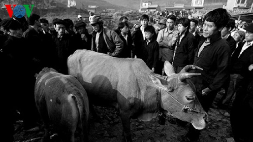 Dong Van cattle market in Ha Giang