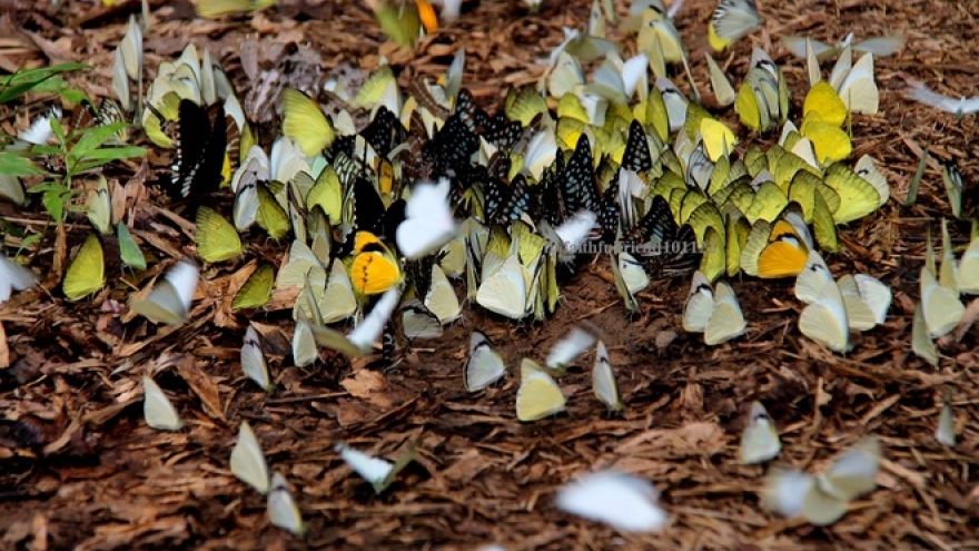 The season of butterflies in Cat Tien