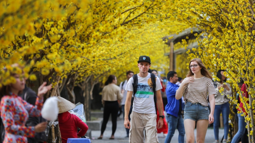 Uniqueness of apricot blossom street wows visitors in HCM City