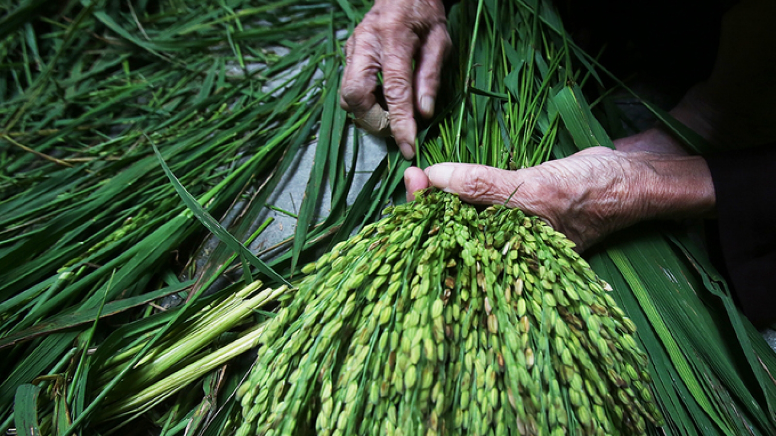 Autumn spirit served up in the form of rice flakes by Hanoi village