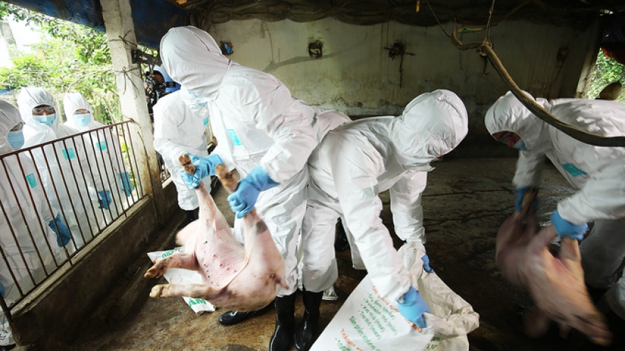 Hanoi rehearses fight against outbreak of African swine fever 