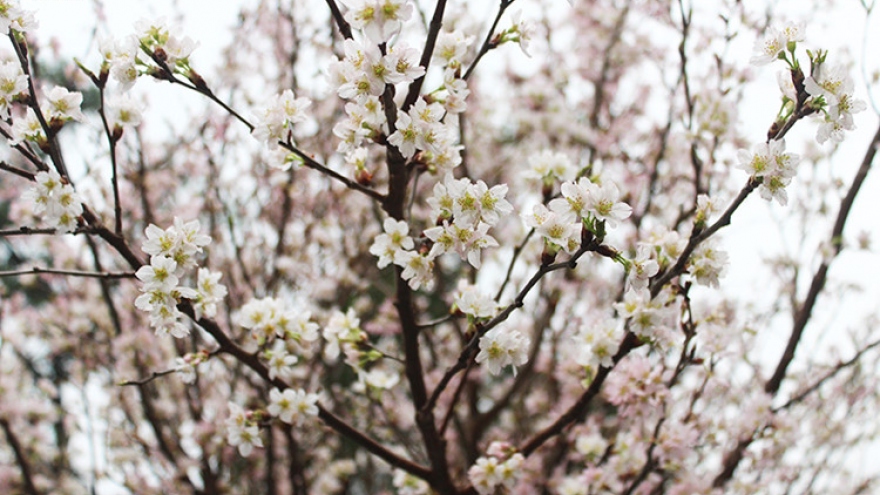 
        Cherry blossom trees in Hanoi
                          
                      