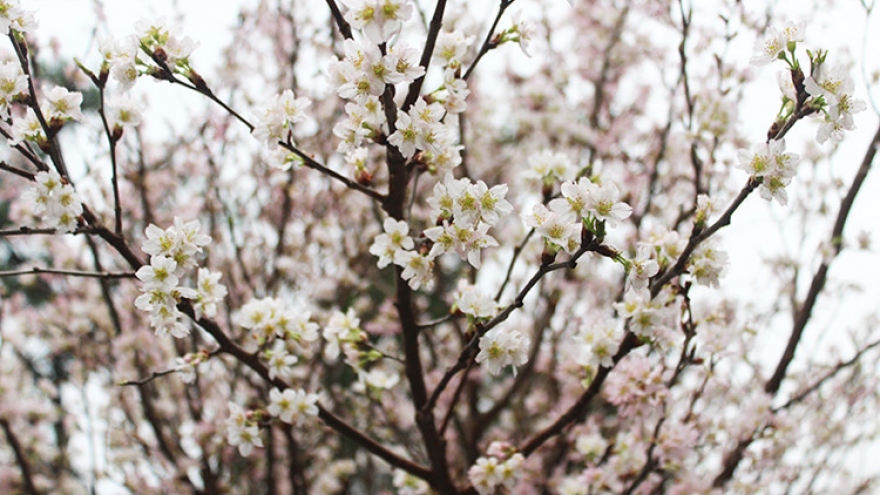 Cherry blossom trees in Hanoi