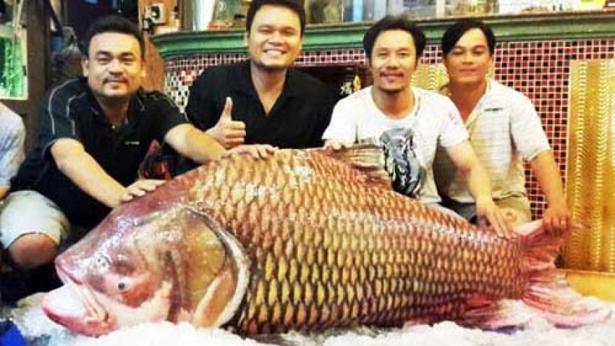 Giant fish species of the Mekong River in pictures