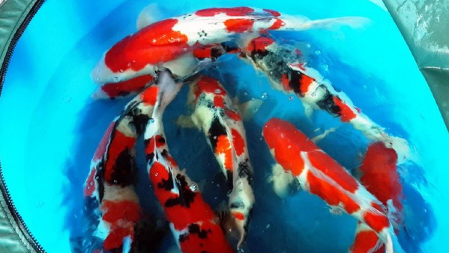 Local company imports a batch of Japan’s Koi fish 