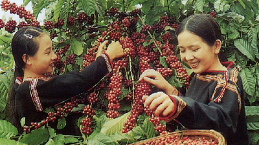 Vietnam’s coffee output forecast to drop 20% next year