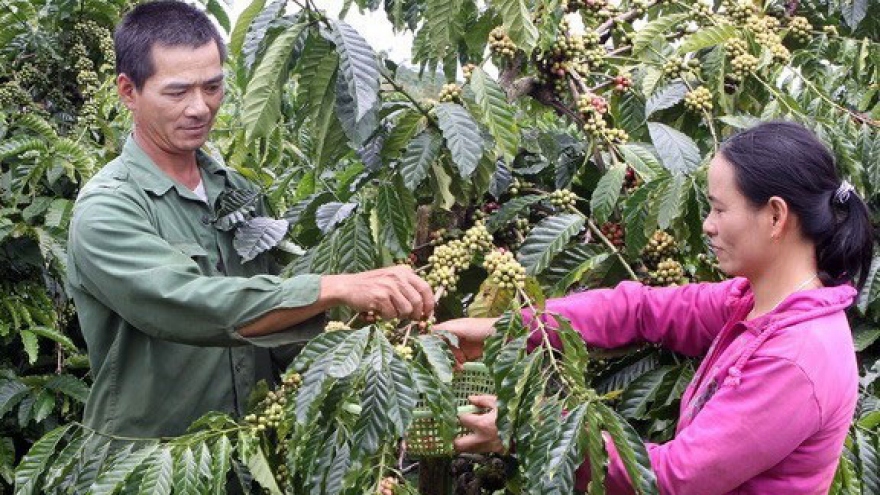 Coffee processing industry developed