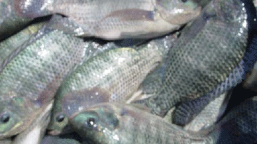 Exporting fish breeding stocks to South America 