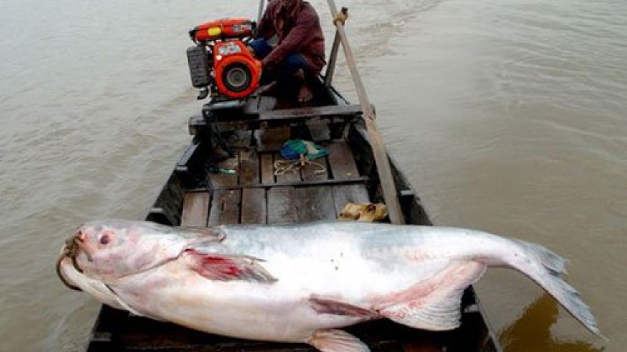 Mekong Delta localities launch mass release of shrimp, fish fry