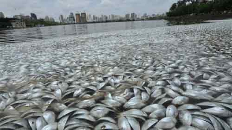 Coastal water monitored in central region in wake of mass fish death