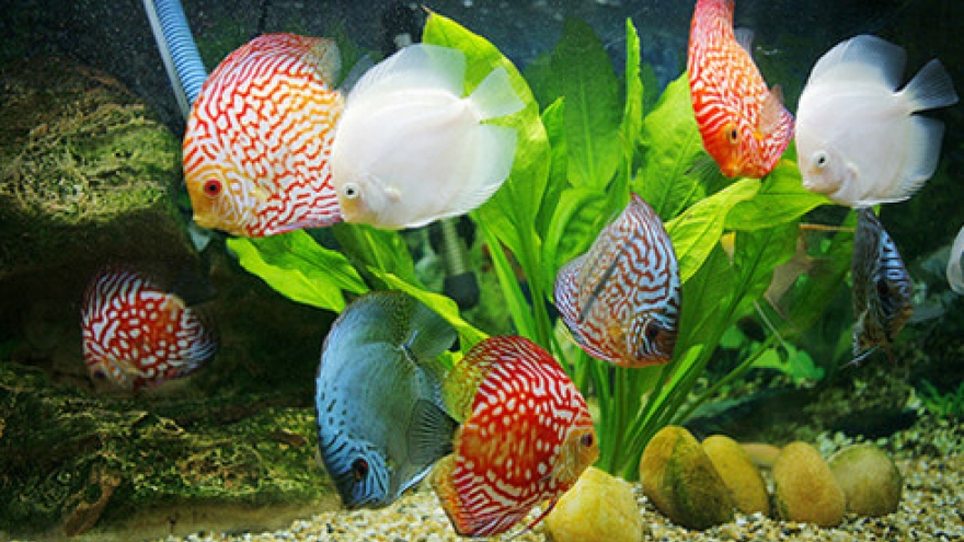 HCM City earns US$7 million from ornamental fish exports