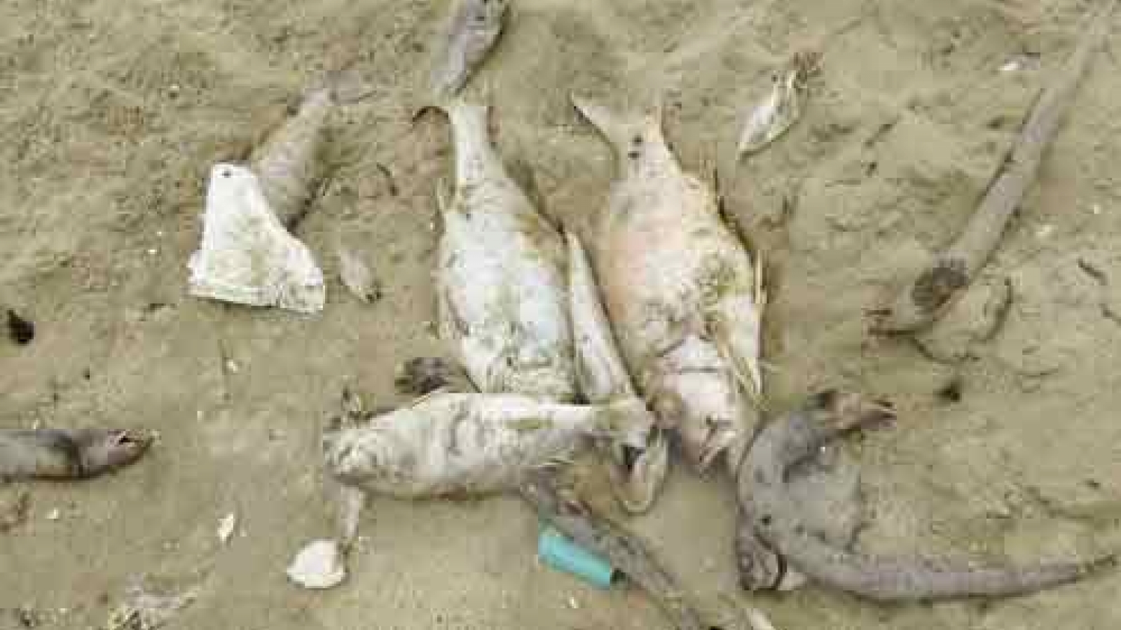 Marine pollution at alarming rate off Vietnam’s coast