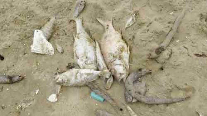 PM orders collection of evidence relating to mass fish deaths
