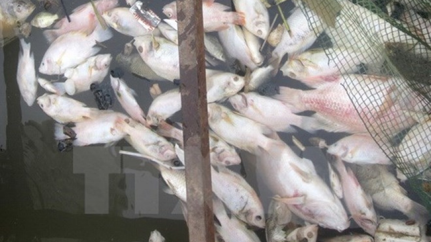 PM urges prompt delivery of relief following mass fish deaths
