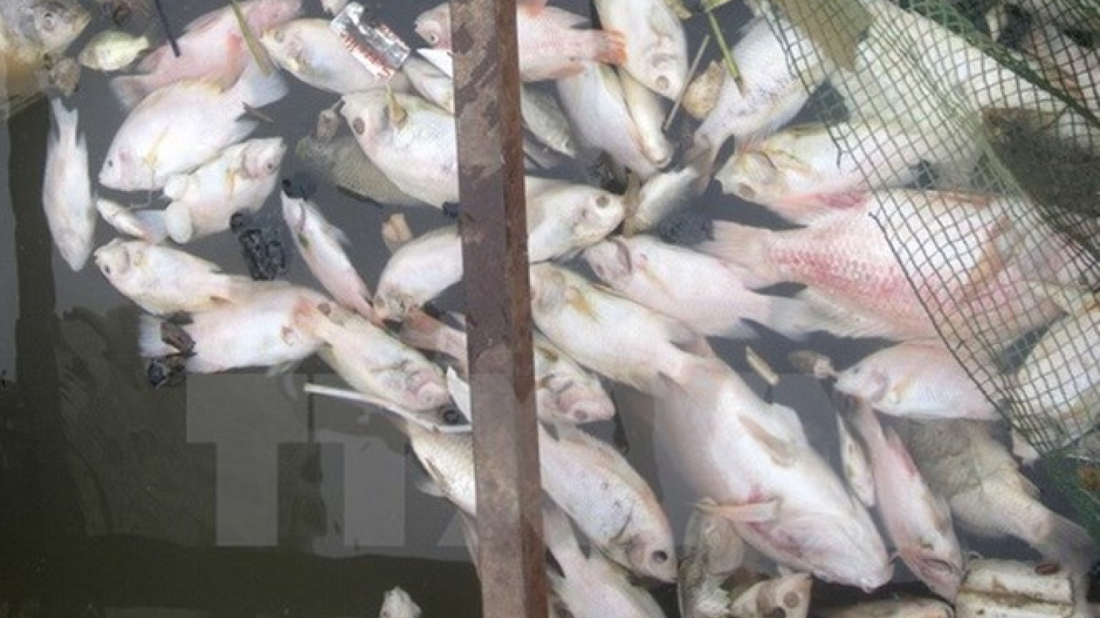 Ha Tinh to support farmers affected by mass fish deaths