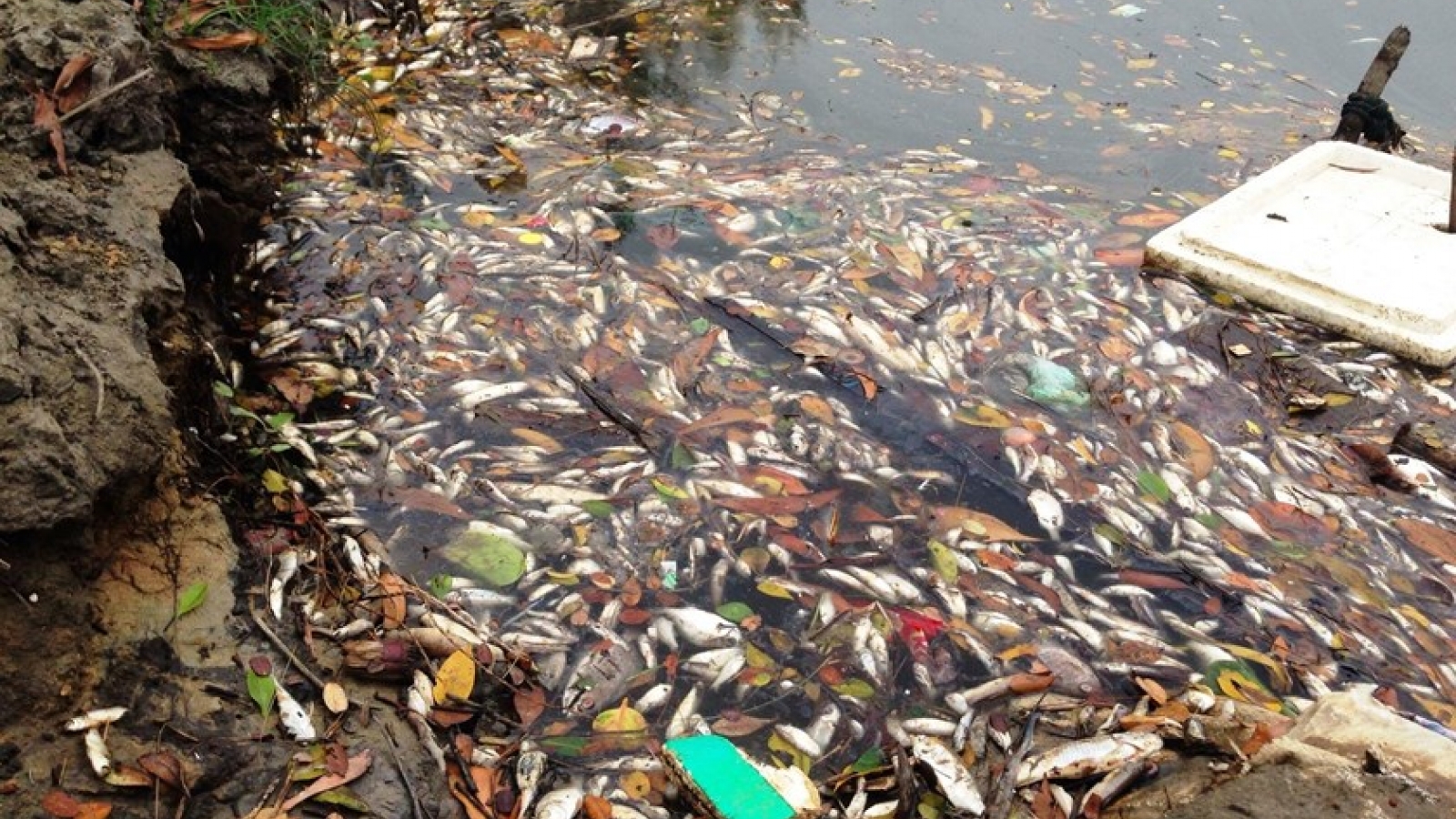 Fish die en masse from unknown cause in central Vietnam