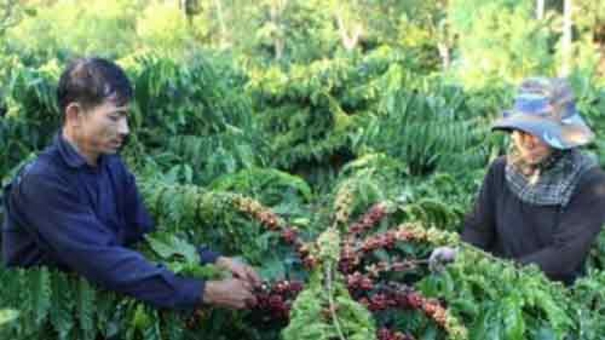 
        Coffee prices hit 12 month high
                              