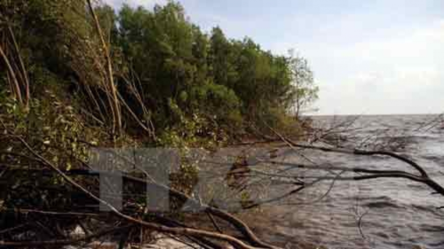 Ca Mau tightens management of coastal preventive forests