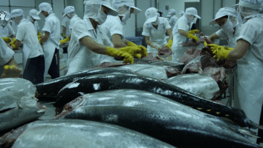 Tuna exports continue to rise