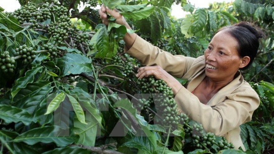 Central Highlands establishes itself as agricultural hub of Vietnam