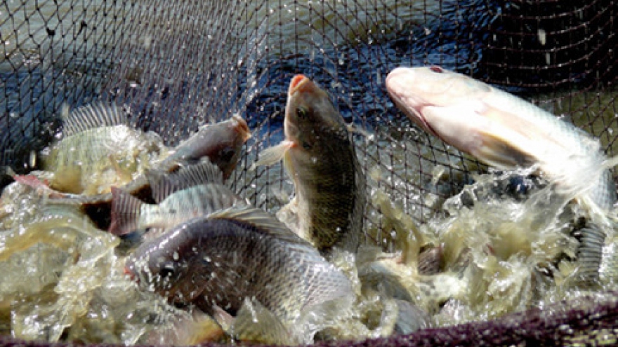 Tilapia fish exports to reach 180,000 tons by 2020