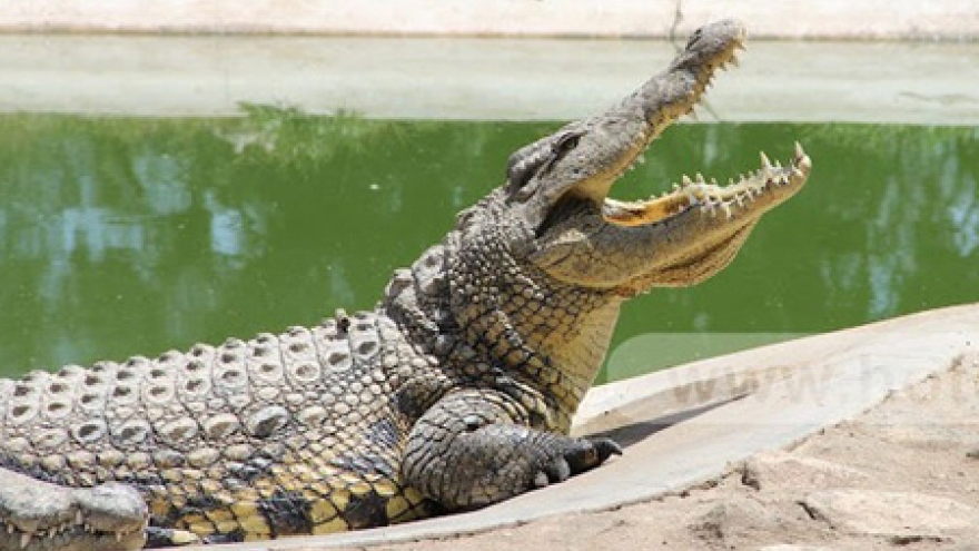 Crocodile mauls circus performer's face in northern Vietnam