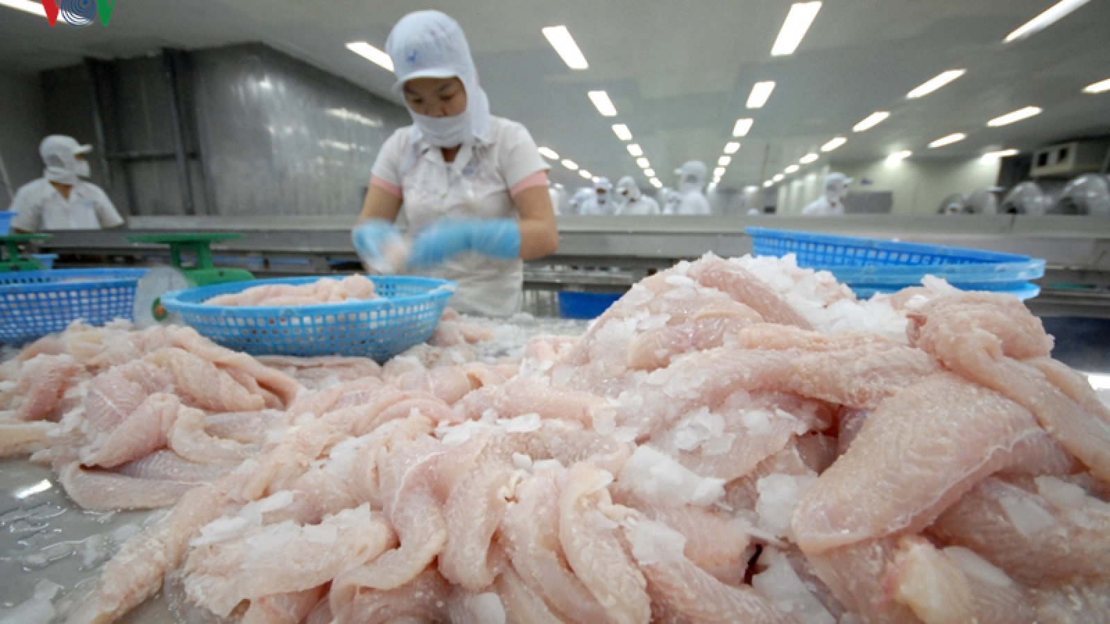 Prices of tra fish plunge, breeders suffer huge losses