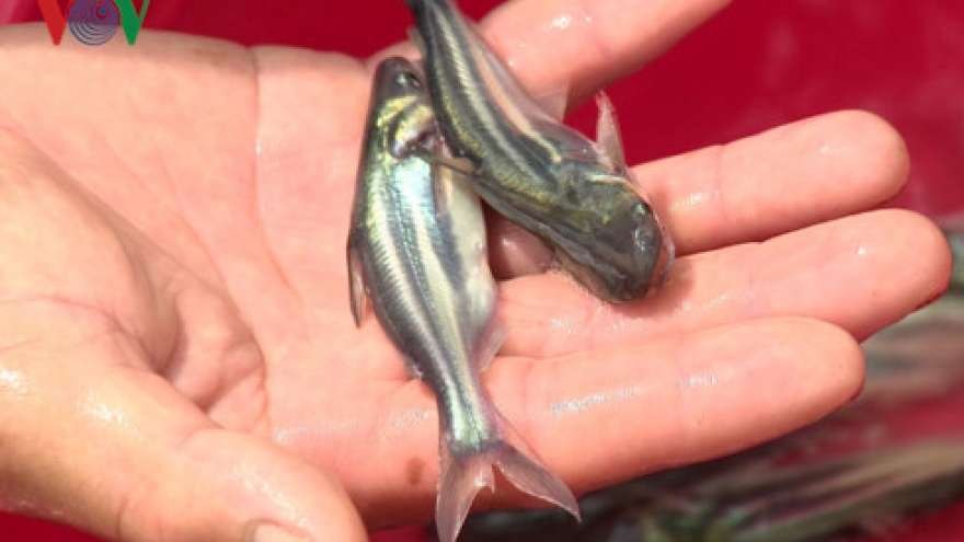 High quality breeds needed to build sustainable tra fish industry