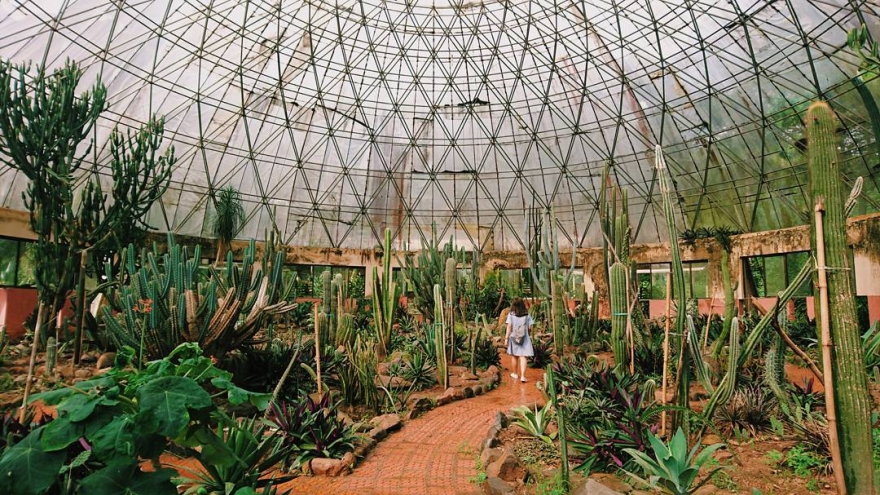 Exploring impressive cacti collection at Ba Vi 