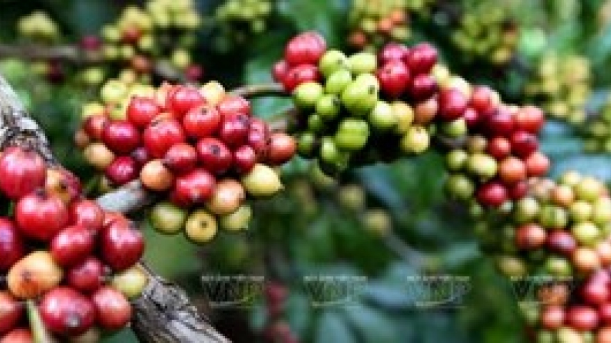 Coffee export volume and value down