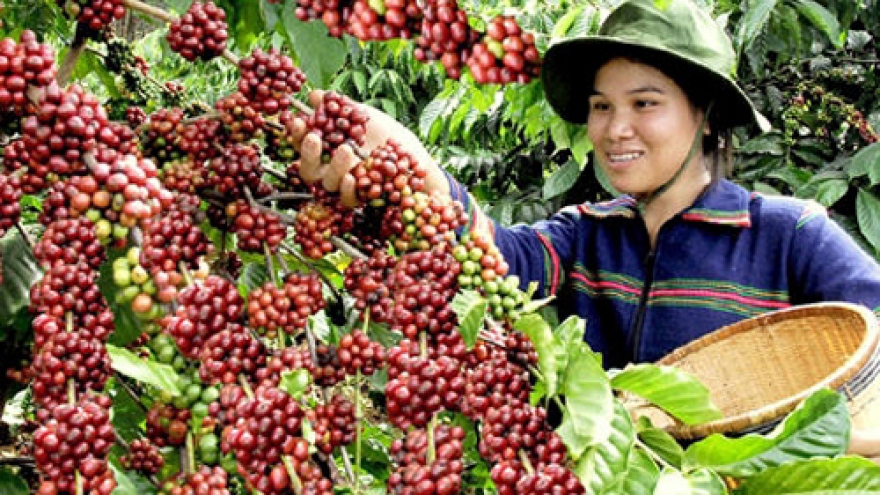 HCM City to host Vietnam Coffee Day in December