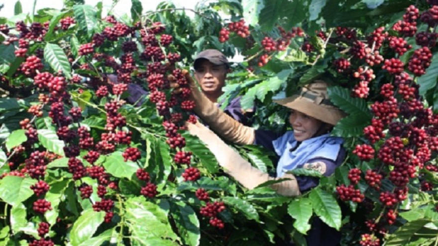 Festival to boost Buon Ma Thuot coffee brand