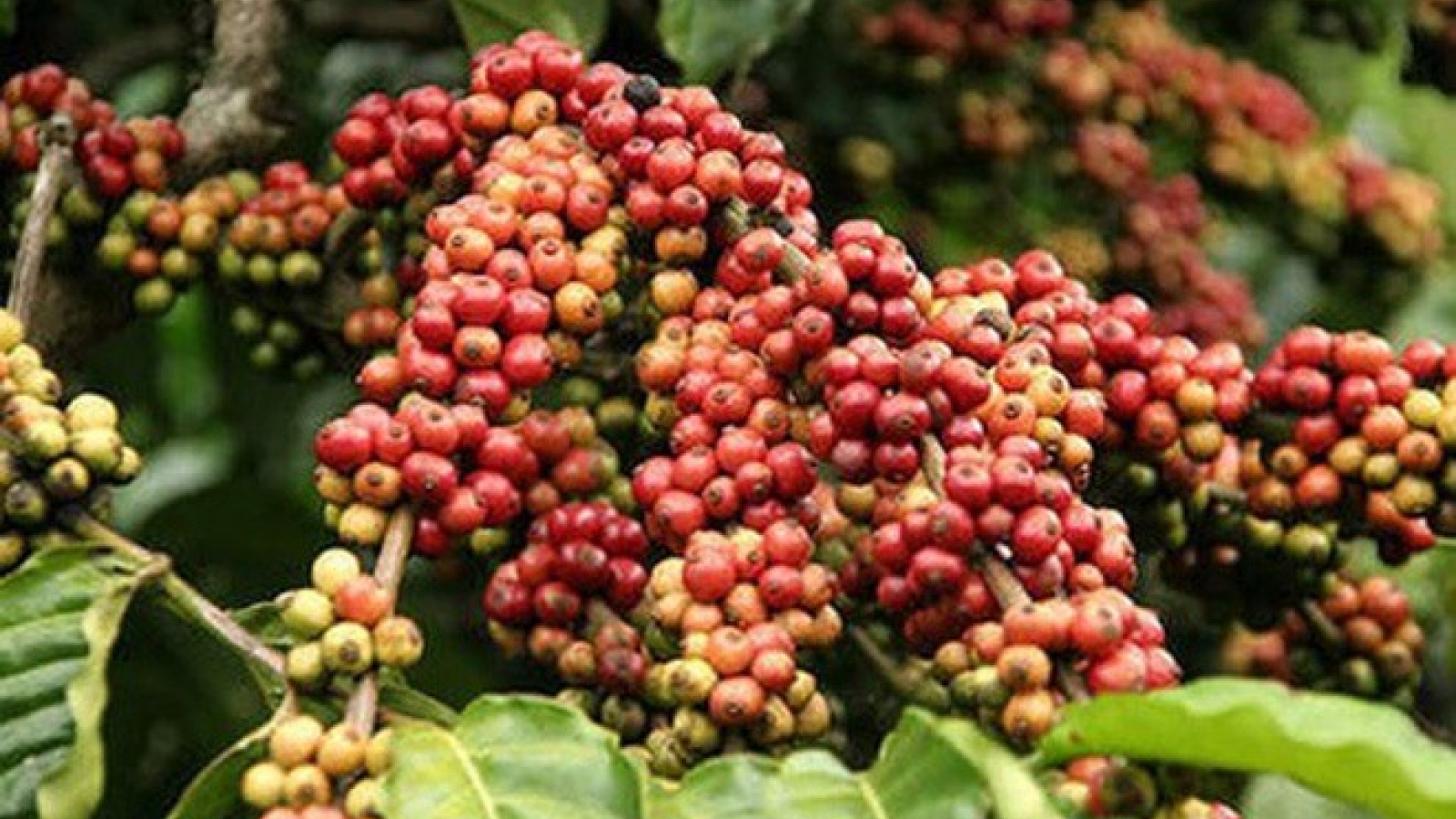 Coffee output to near last crop’s yield