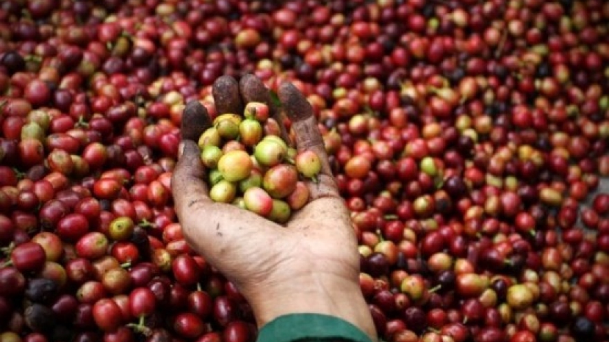 Coffee exports estimated at US$3 billion