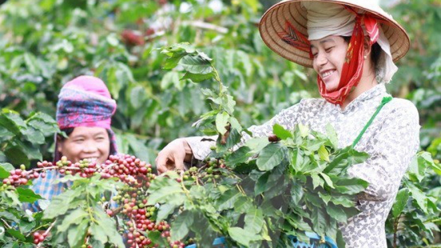 Coffee output likely to fall by 20%