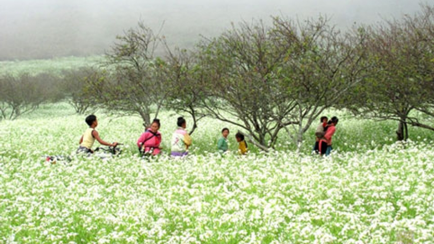 Enjoy beautiful March with flowers in full bloom 