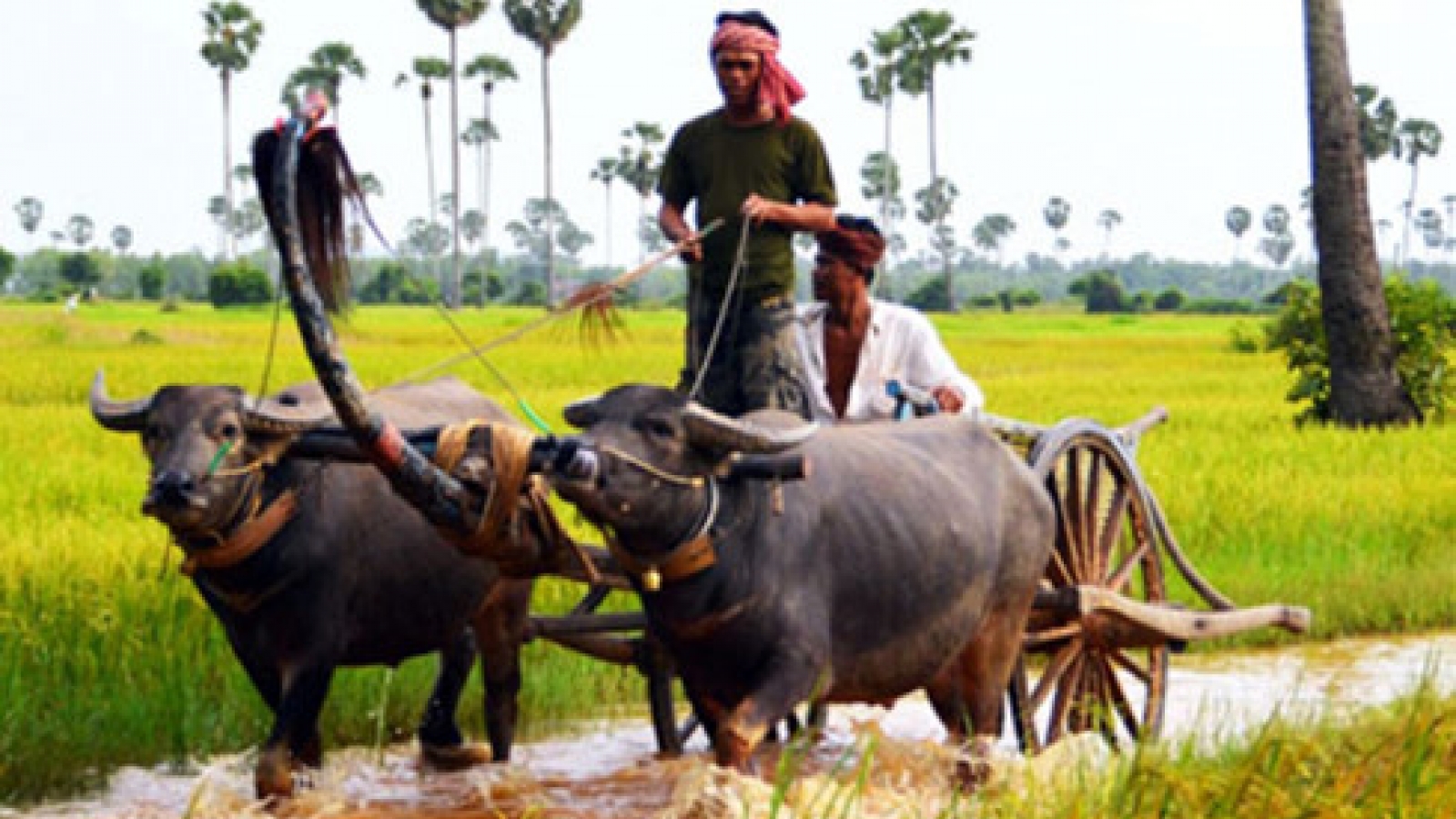 Cambodia imports 100,000 tons of fresh vegetables