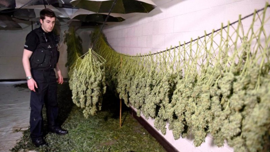 UK police release four Vietnamese men enslaved at ‘vast’ cannabis farm