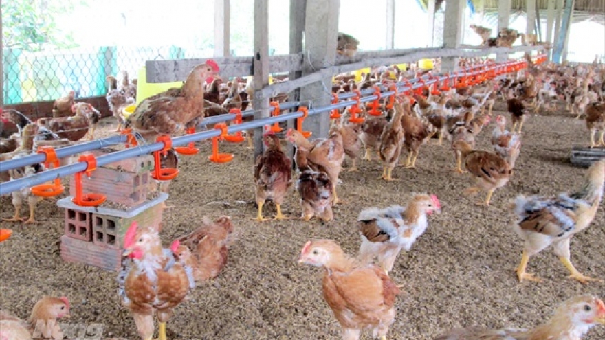 Can Tho culls 1,500 avian flu-infected poultry