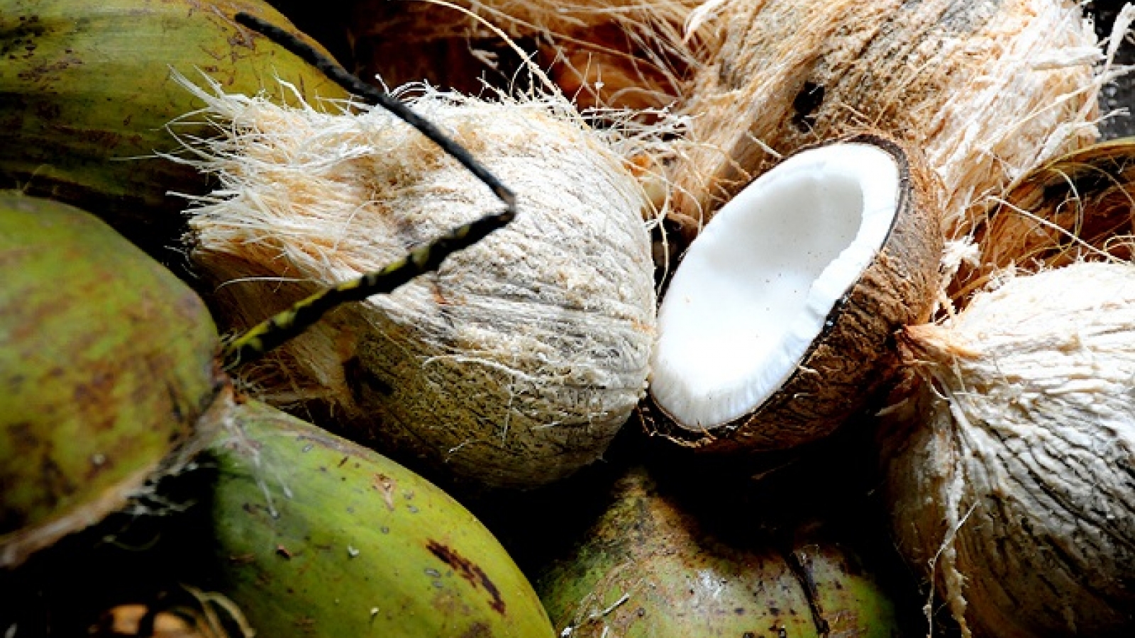 Coconut candy - the edible chewing gum