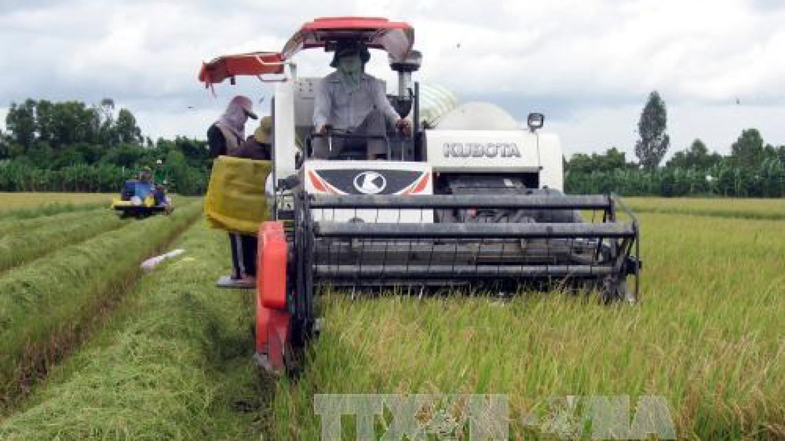Tien Giang to expand large-scale fields